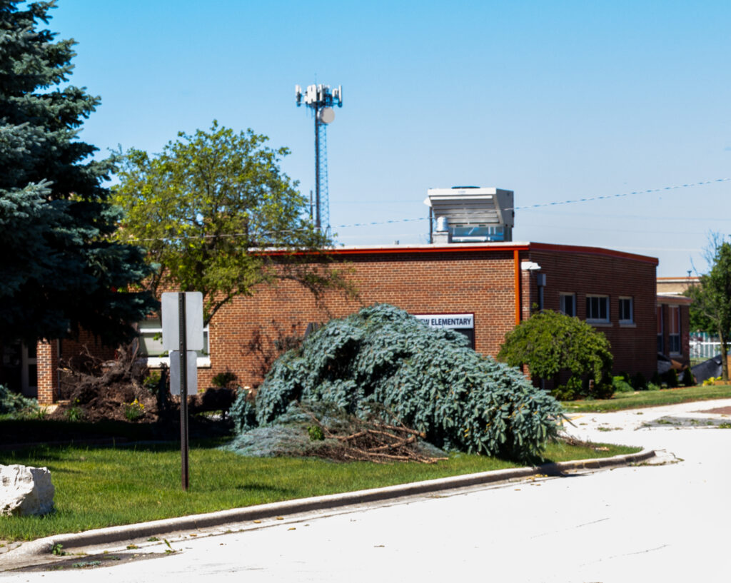 A tree lies on the ground near Bridgeview Elementary.