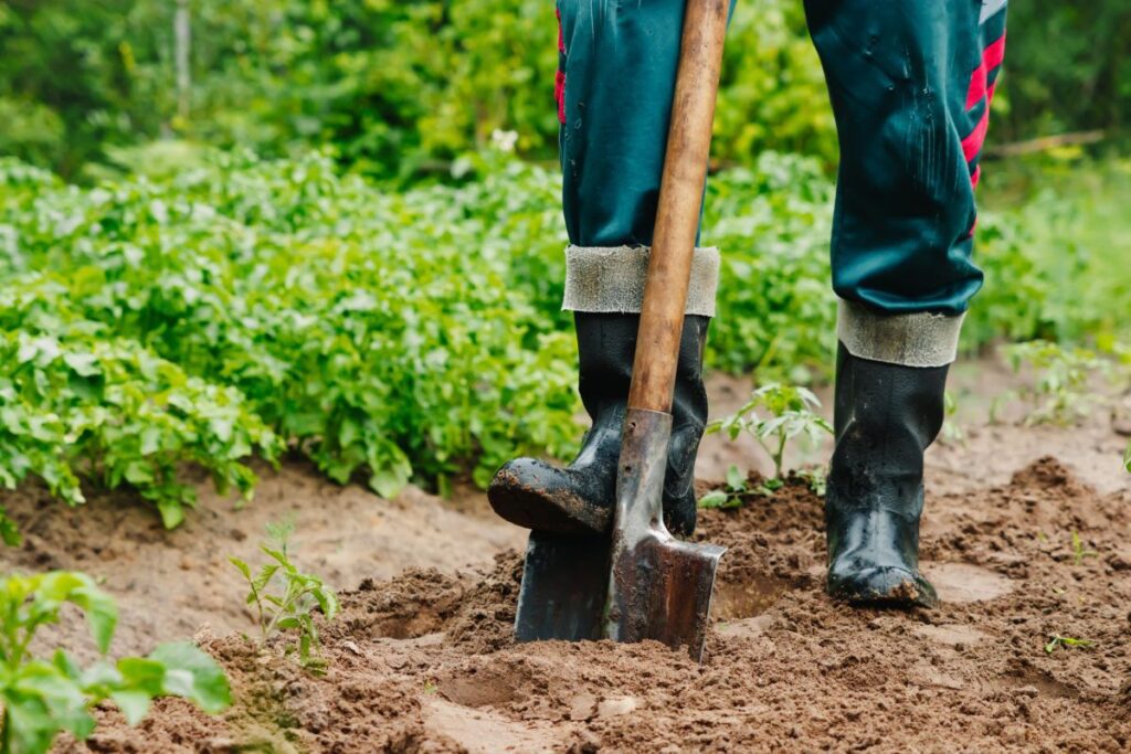 A shovel in the muddy ground being stepped on by a boot.